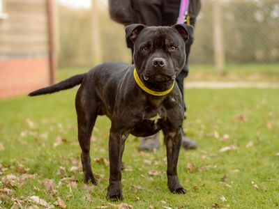 Kirby | Terrier (Staffordshire Bull) | Kenilworth (West Midlands) - 2
