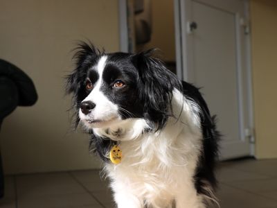 Violet | Collie (Border) Cross | Evesham (Worcestershire) - 3