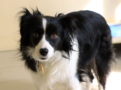 Violet — Collie (Border) Cross
