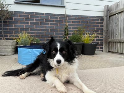 Violet | Collie (Border) Cross | Evesham (Worcestershire) - 1