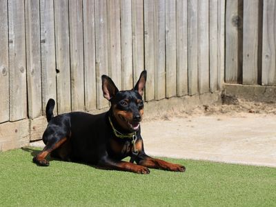 Toasty | Pinscher (Miniature) | Evesham (Worcestershire) - 5