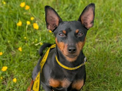 Toasty | Pinscher (Miniature) | Evesham (Worcestershire) - 3