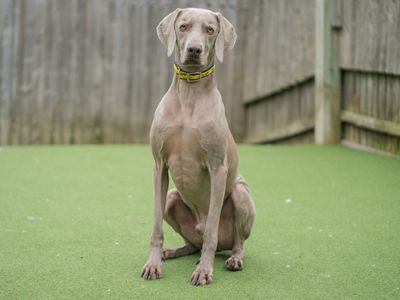 Jax | Weimaraner | Kenilworth (West Midlands) - 2