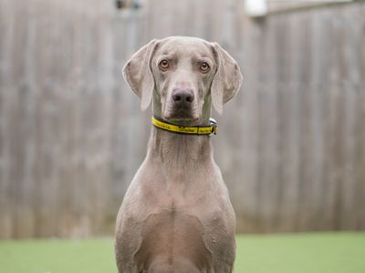 Jax | Weimaraner | Kenilworth (West Midlands) - 3