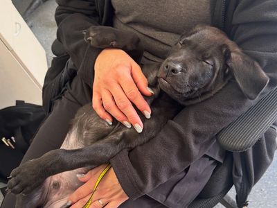 Atlas | Italian Corso Dog Cross | Basildon (Essex) - 5