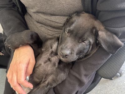 Atlas | Italian Corso Dog Cross | Basildon (Essex) - 3