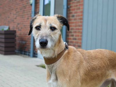 Bonnie | Greyhound | Darlington - 5