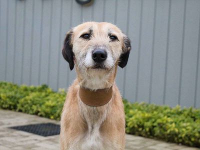 Bonnie | Greyhound | Darlington - 3