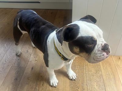 Sissy | Bulldog | Basildon (Essex) - 1