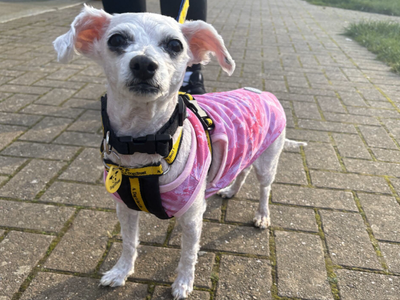 Snowy | Bichon Frise | Loughborough - 2