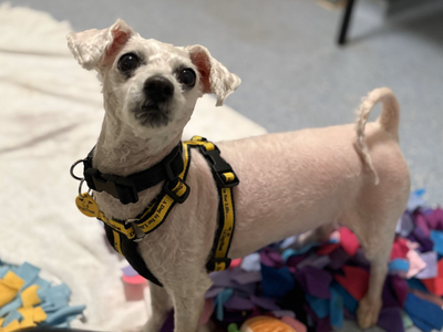 Snowy | Bichon Frise | Loughborough - 3