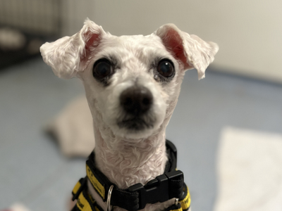 Snowy — Bichon Frise