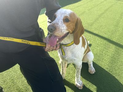Barney | Beagle Cross | Basildon (Essex) - 3