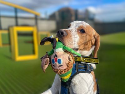 Barney | Beagle Cross | Basildon (Essex) - 3