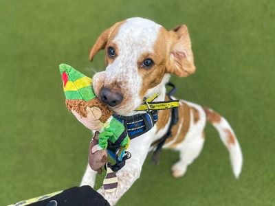 Barney, a 1 year old male Beagle available for adoption from Dogs Trust in Essex