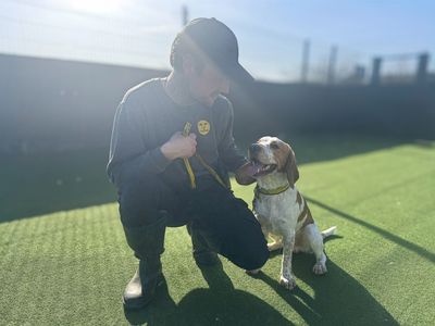 Barney | Beagle Cross | Basildon (Essex) - 5