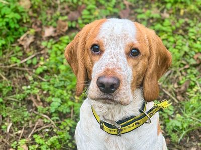 Barney | Beagle Cross | Basildon (Essex) - 5