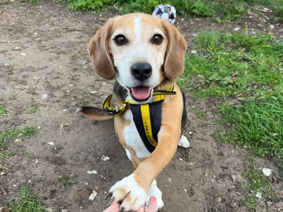 Woody | Beagle | Snetterton (Norfolk) - 1