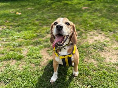 Woody | Beagle | Snetterton (Norfolk) - 3