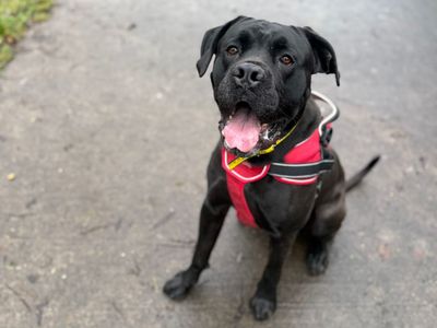 Mak | Italian Corso Dog Cross | Shrewsbury (Shropshire) - 3