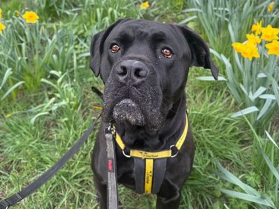 Brian, a 3 years old male Crossbreed available for adoption from Dogs Trust in Shropshire