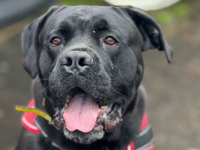 Mak | Italian Corso Dog Cross | Shrewsbury (Shropshire) - 5