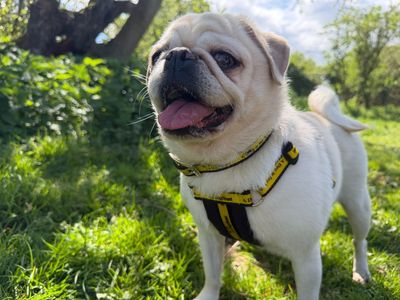 Pebbles The Pug | Pug | Snetterton (Norfolk) - 5