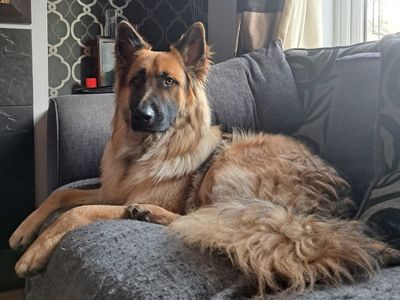 Jago | German Shepherd Dog | Shrewsbury (Shropshire) - 3