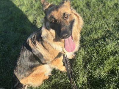 Jago | German Shepherd Dog | Shrewsbury (Shropshire) - 1