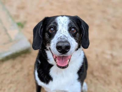 Jackson | Collie (Border) Cross | Cardiff - 3