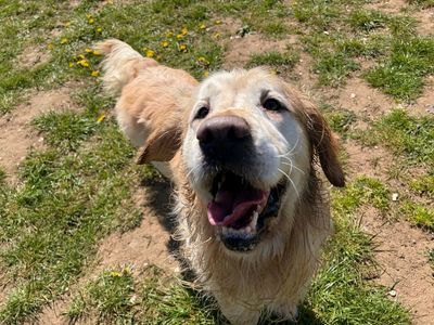 Bailey | Retriever (Golden) | Snetterton (Norfolk) - 3