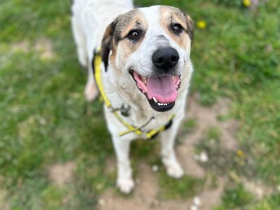 Bow — German Shepherd Dog Cross