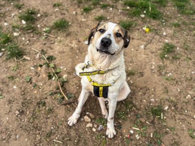 Bow | German Shepherd Dog Cross | Snetterton (Norfolk) - 2