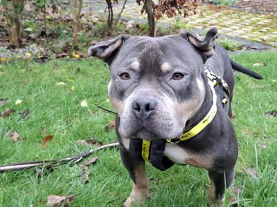 Bruno | American Bully Pocket | Ilfracombe - 3
