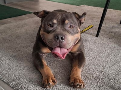 Bruno | American Bully Pocket | Ilfracombe - 5