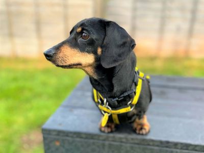 Mini | Dachshund (Miniature Smooth Haired) | Bridgend (Wales) - 3