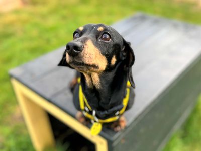Mini | Dachshund (Miniature Smooth Haired) | Bridgend (Wales) - 1