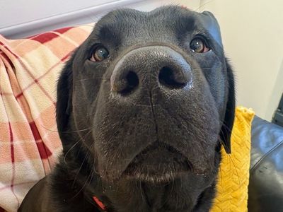 Charlie | Retriever (Labrador) | Ballymena (Northern Ireland) - 5