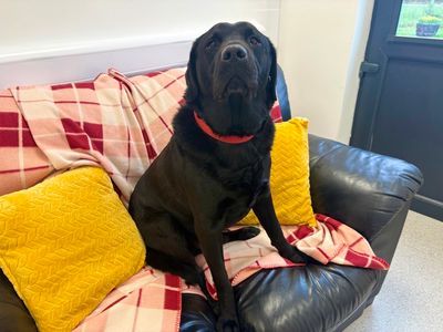 Charlie | Retriever (Labrador) | Ballymena (Northern Ireland) - 3