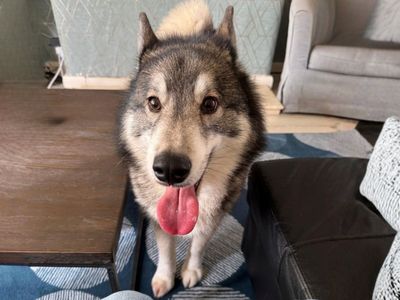 Aston | Siberian Husky Cross | Manchester - 3