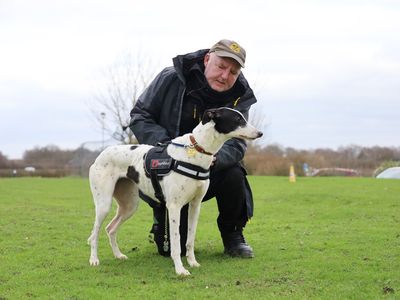 Dot | Greyhound | Leeds - 3