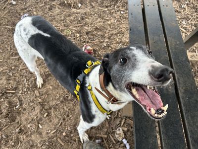Dolly | Greyhound | Snetterton (Norfolk) - 3