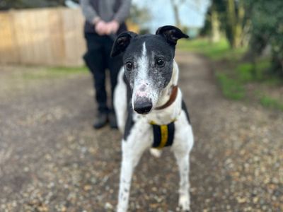 Dolly | Greyhound | Snetterton (Norfolk) - 1