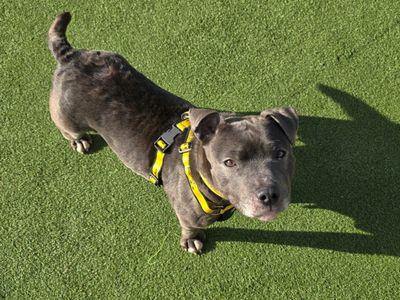 Agnes | Terrier (Staffordshire Bull) | Canterbury - 1