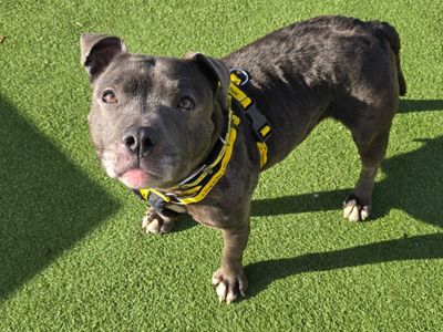 Agnes | Terrier (Staffordshire Bull) | Canterbury - 3