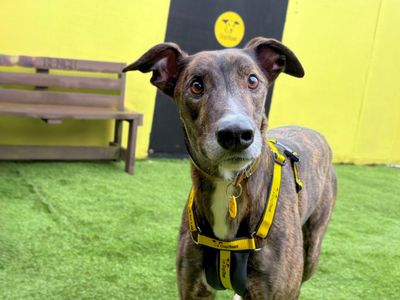 Loki Longlegs | Greyhound | West Calder (Edinburgh) - 1