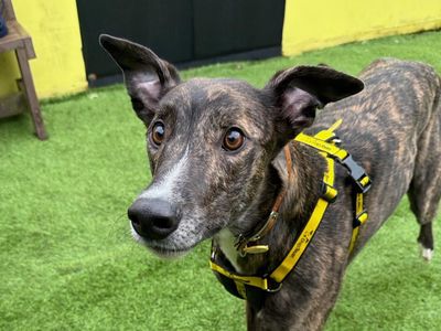Loki Longlegs | Greyhound | West Calder (Edinburgh) - 3
