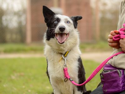 Moss, a 4 years old male Border Collie available for adoption from Dogs Trust in Warwickshire