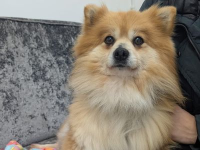 Primrose | Pomeranian | Ballymena (Northern Ireland) - 3