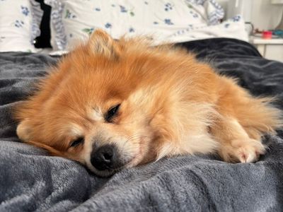 Primrose | Pomeranian | Ballymena (Northern Ireland) - 2